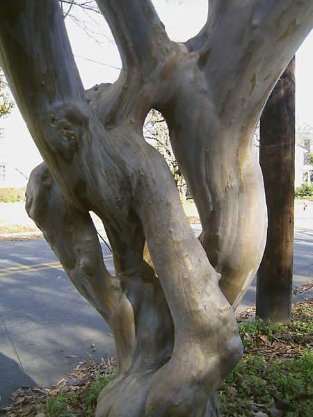 crepe myrtle with anastomosing stems
