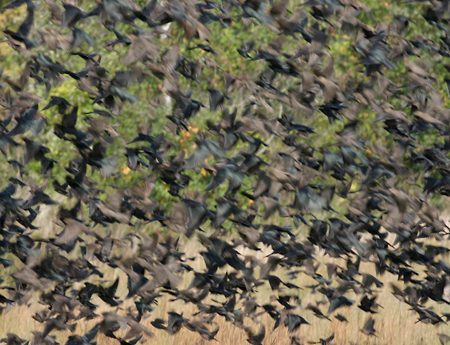 starlings-landing-2072.jpg