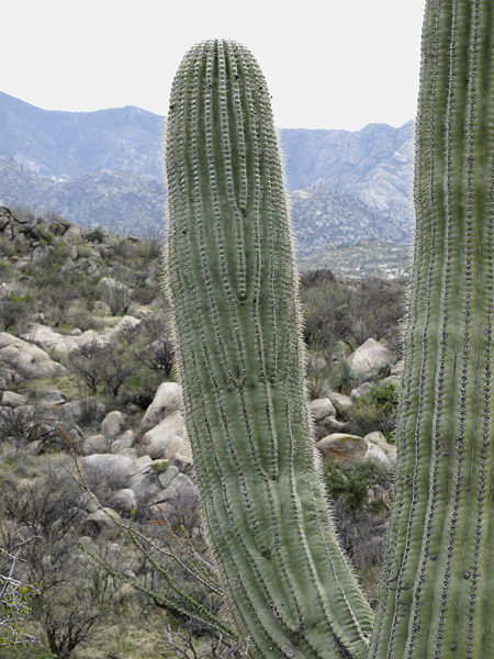 ridge and valley forks 0303.jpg