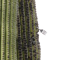 saguaro with fork 0299 detail.jpg