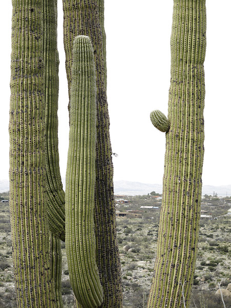 saguaro with fork 0299.jpg
