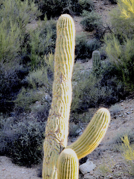 wormy cactus ribs 0375.jpg