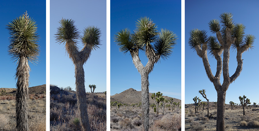 Joshua trees with 1 2 4 8 branches
