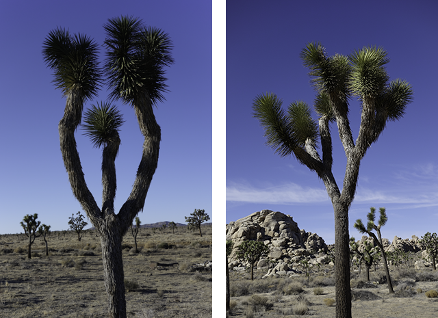 Trifurcated Joshua trees 1315 and 1414