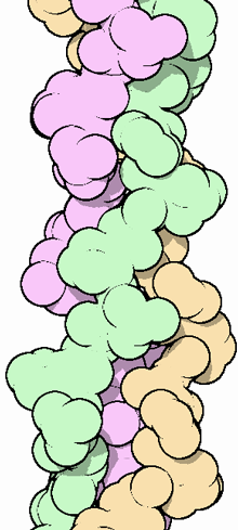 Drawing of the collagen triple helix by David Goodsell