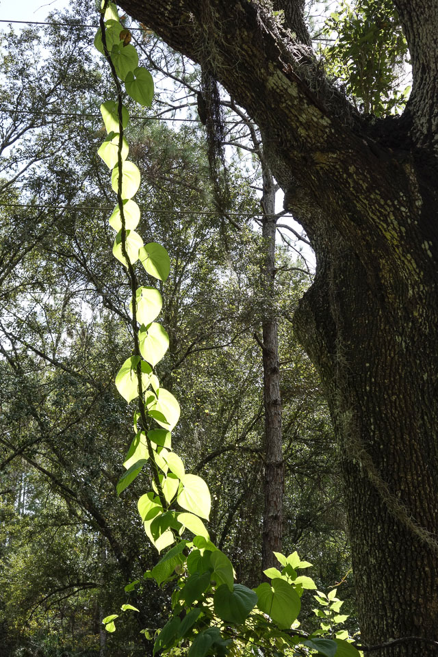 Air potato vine climbing on another vine