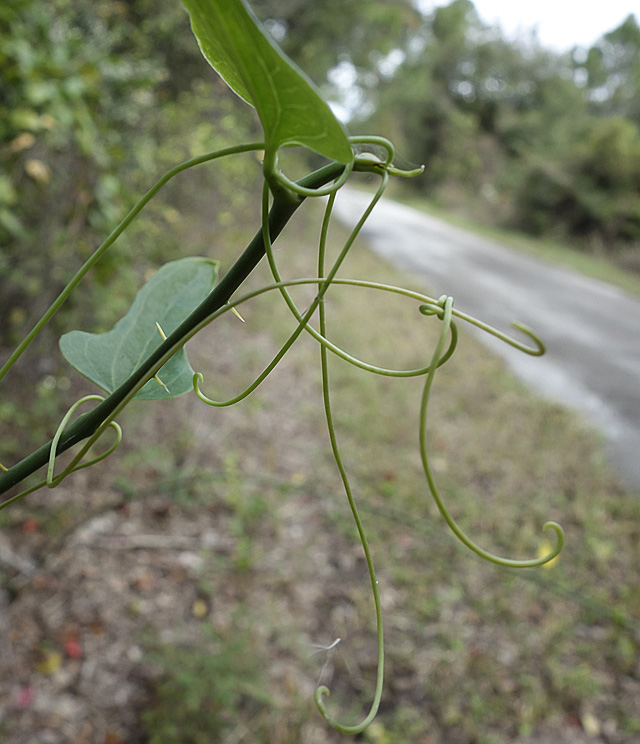 Passion vine tendrils