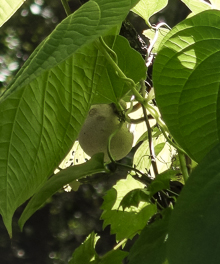 detail of an aerial tuber