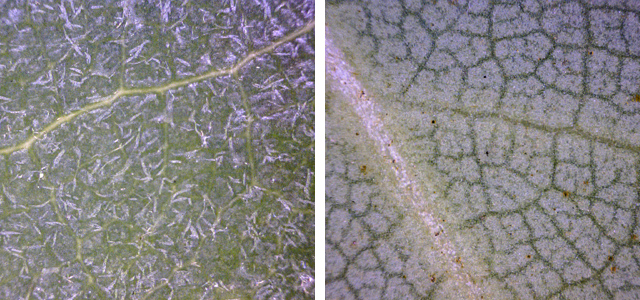 30x micrographs of the upper and lower surfaces of a rhododendron leaf
