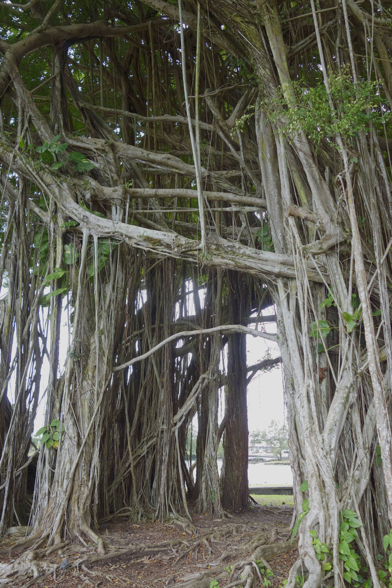 Banyan tree Hilo tunnel DSC5822
