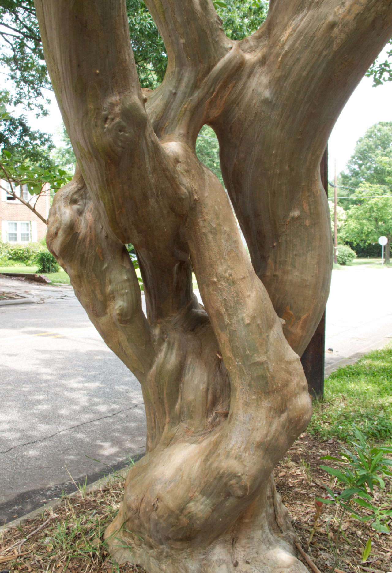 Crepe myrtle with multiple trunks that diverge and then reconverge